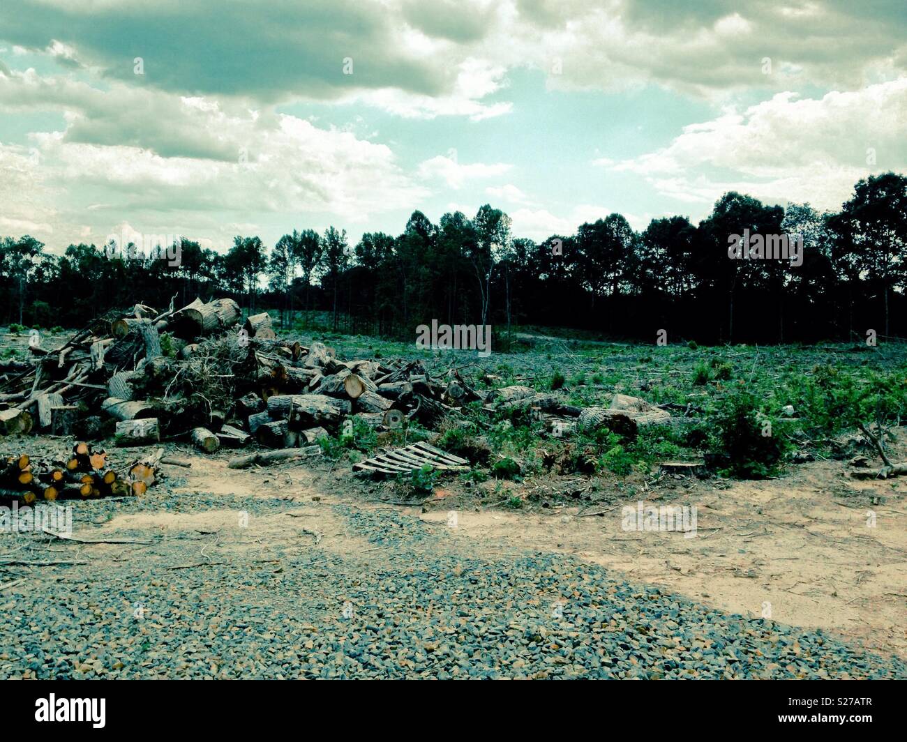 Summer photo of refuse tree wood pile in front of field harvested of lumber last winter - Smartphone Captured Stock Image