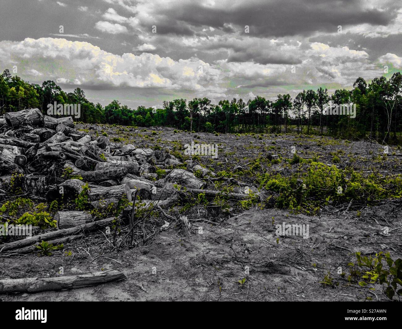 Green colorpop photo- summer green returns to recently  (winter) harvested tree grove - Smartphone Captured Stock Image