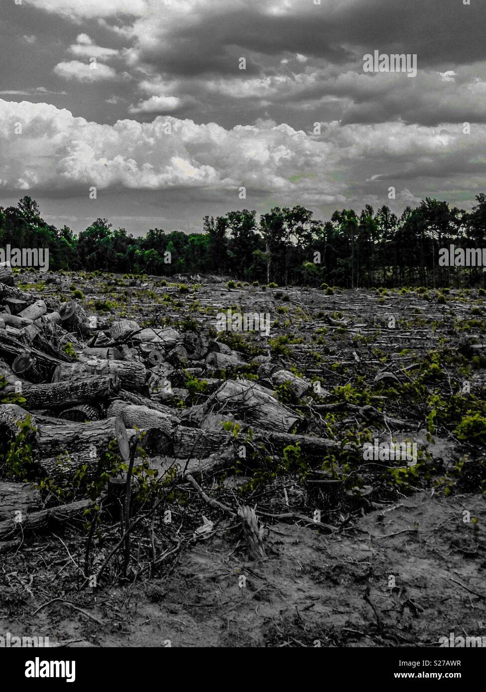 Green colorpop photo- summer greens return to recently (winter) harvested tree grove - Smartphone Captured Stock Image