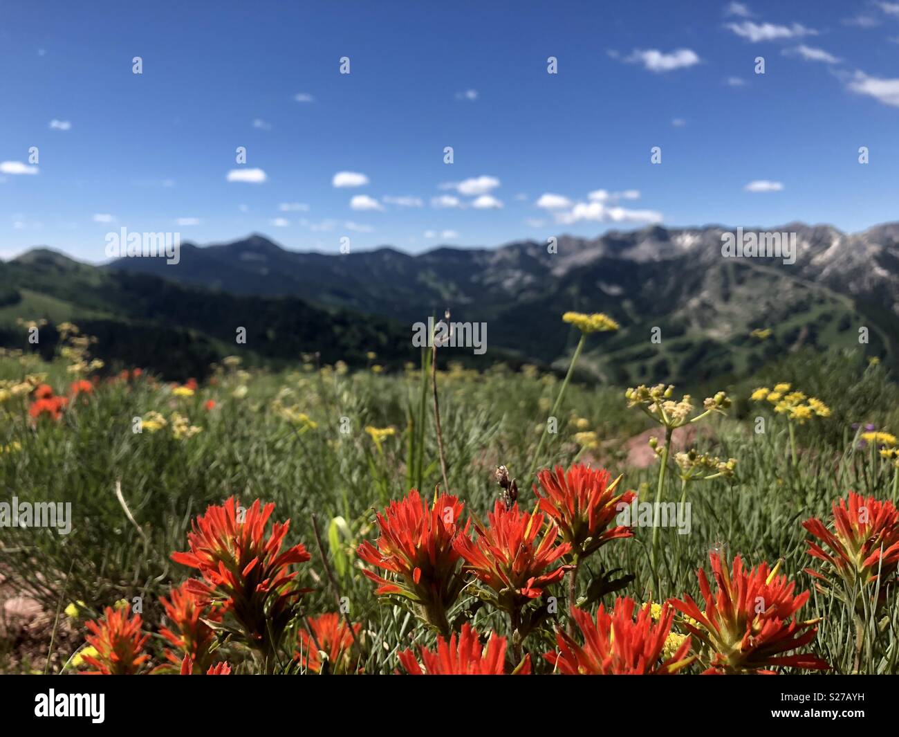 Wasatch Crest flowers Stock Photo