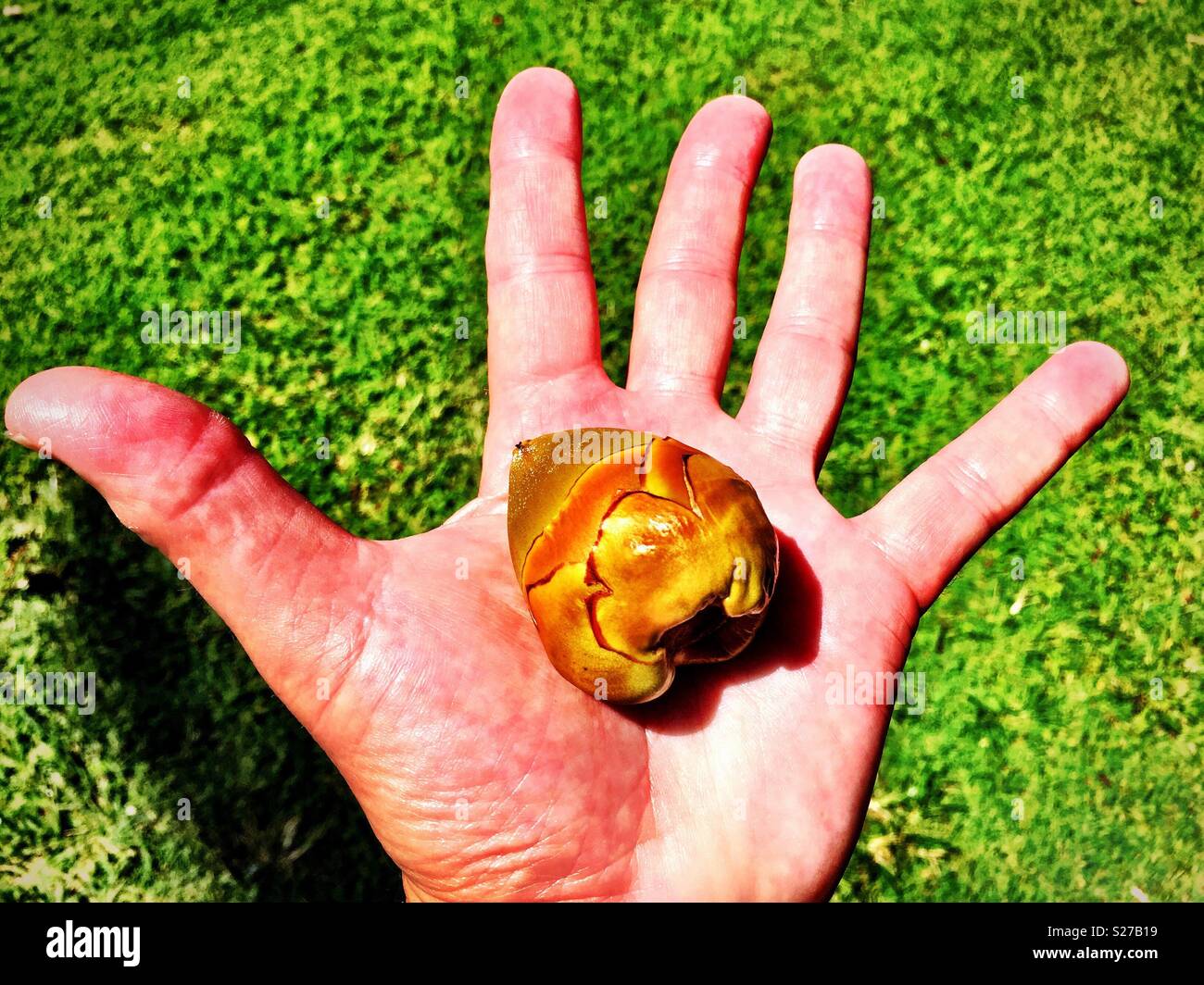 Hawaiian kukui seed in palm of hand - Smartphone Captured Stock Image