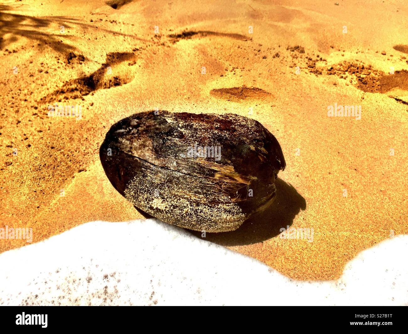 Lone coconut washes up on tropical desert island beach - Smartphone Captured Stock Image