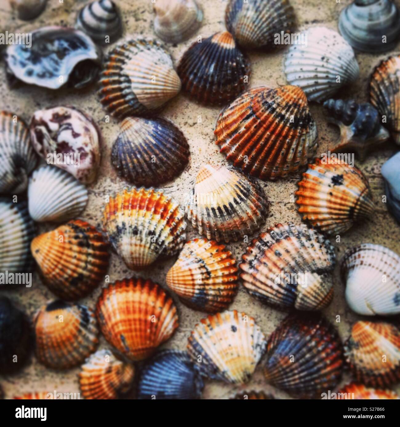 Assorted Beach Shells Hi res Stock Photography And Images Alamy Assorted Beach Shells Hi res Stock Photography And Images Alamy