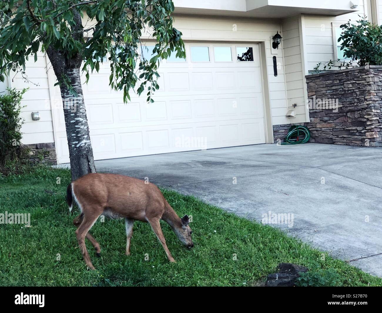 Deer on the house hires stock photography and images Alamy