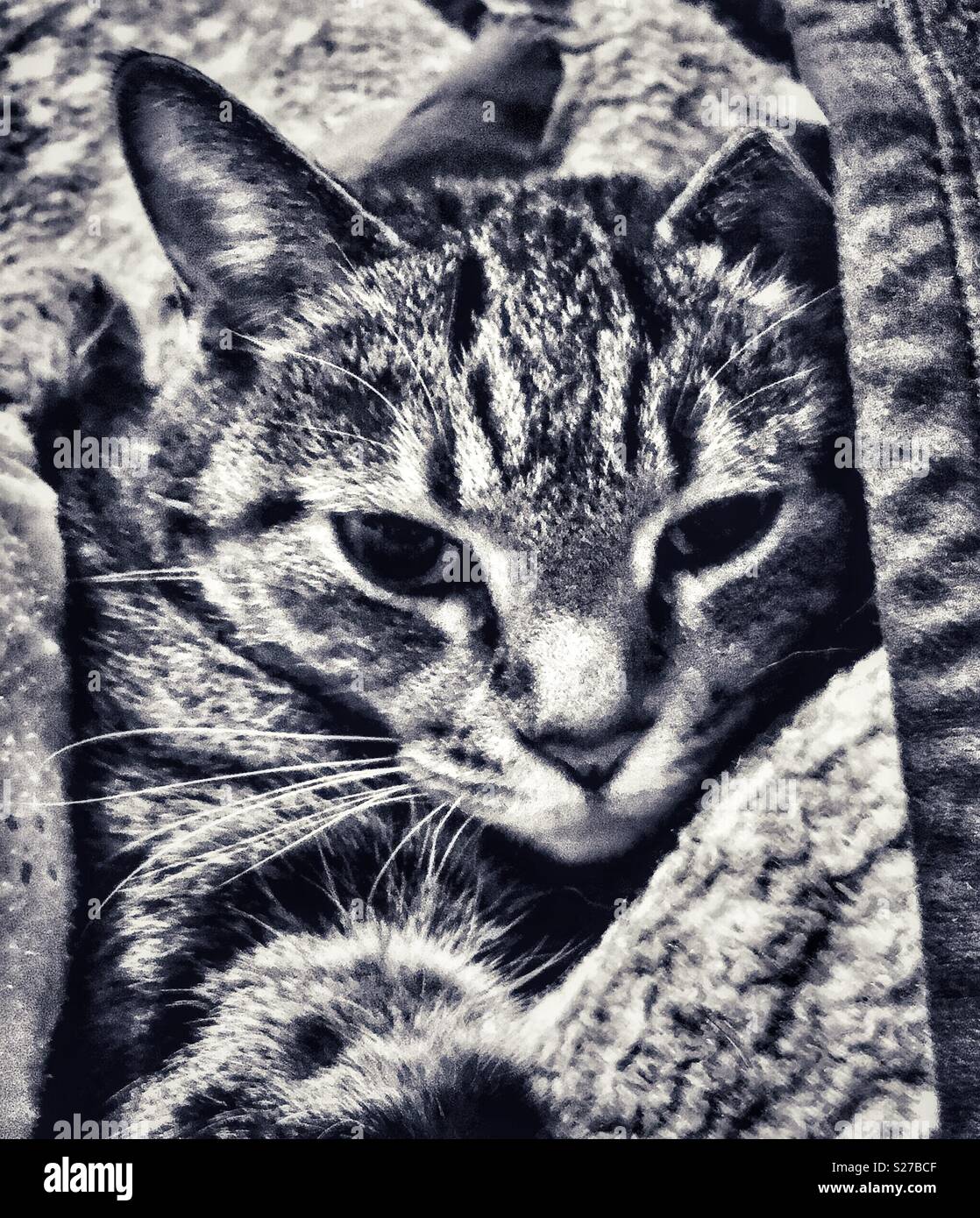 Black and white photo of Tabby Cat in bed under blankets with one
