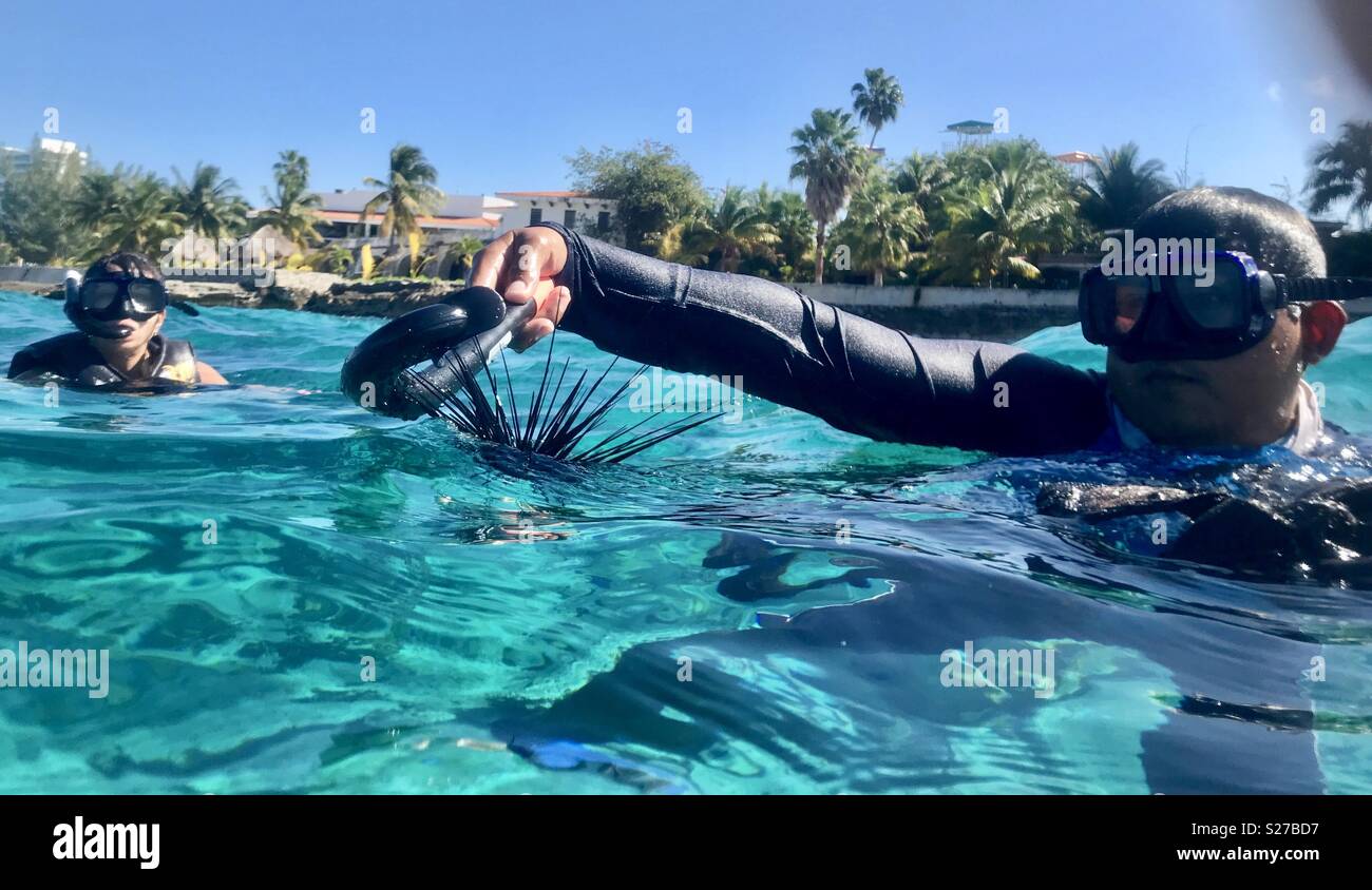 Sea urchin. Snorkelling in Cozumel Mexico - Smartphone Captured Stock Image
