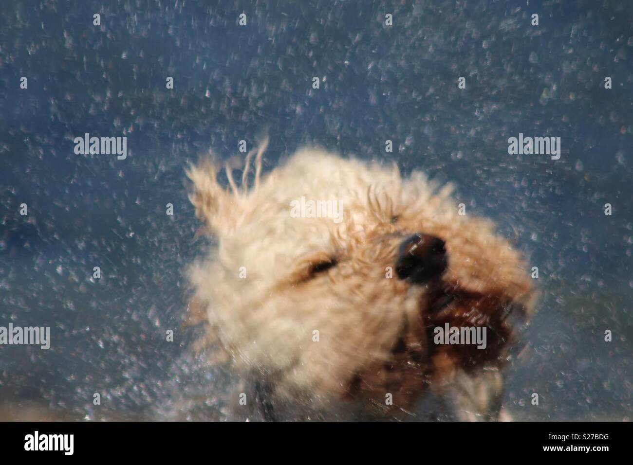 Cockapoo shaking water off coat Stock Photo - Alamy