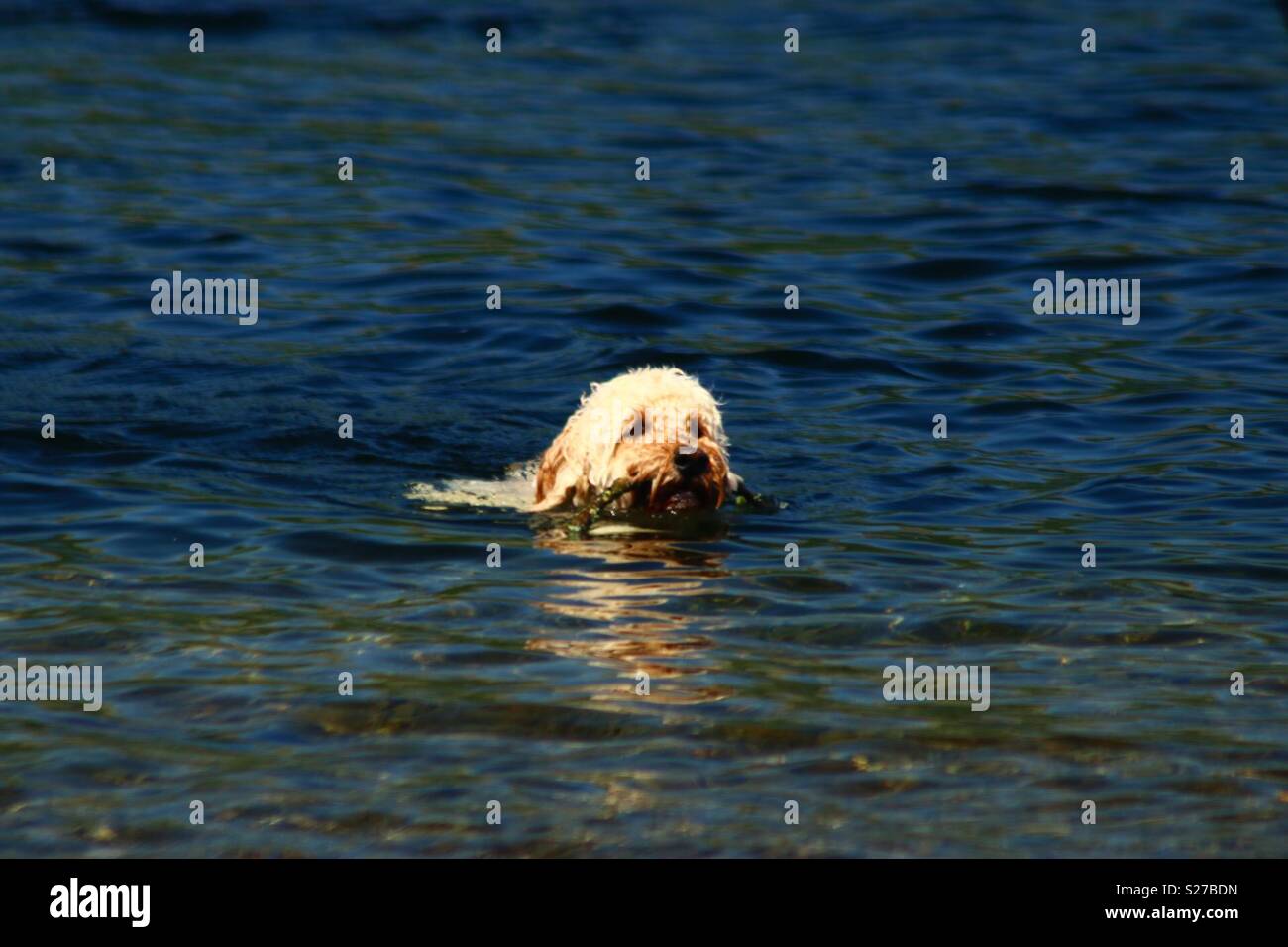 Swimming lake water hi-res stock photography and images - Alamy