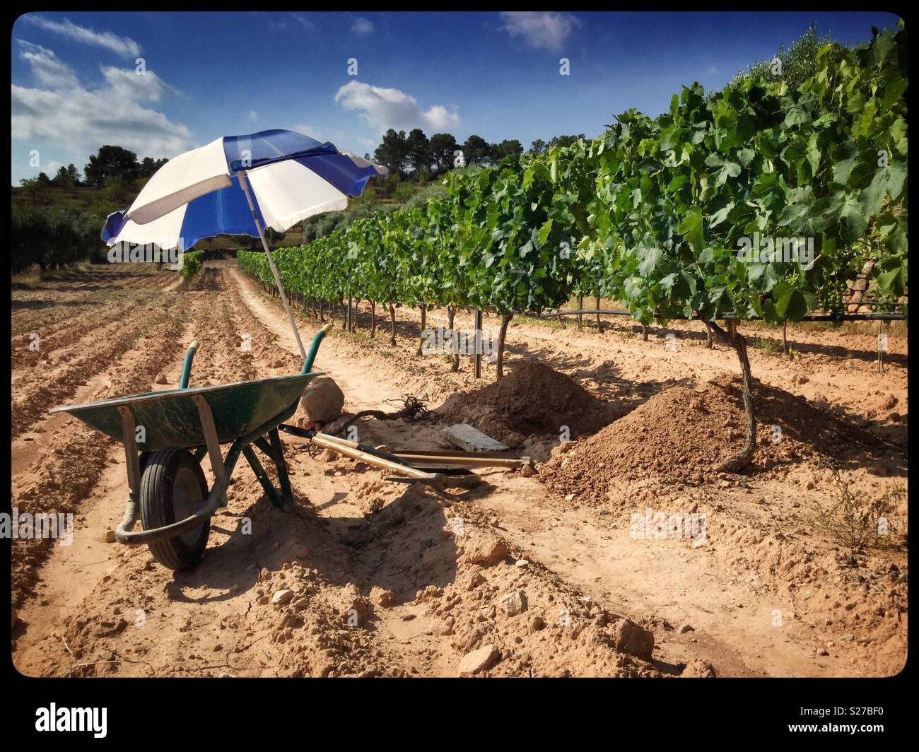Digging out a dead Syrah grapevine on a hot summer’s day, Catalonia, Spain. - Smartphone Captured Stock Image