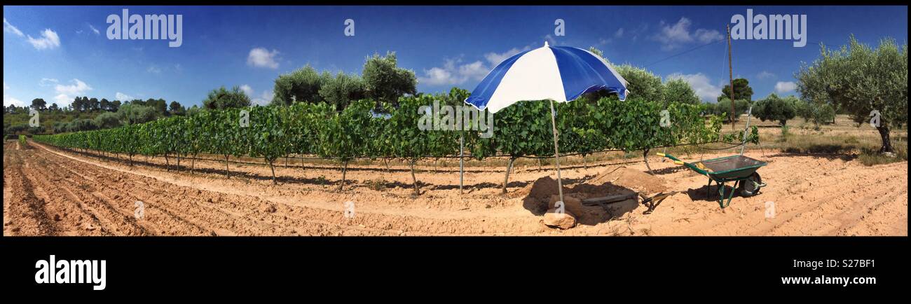 Digging out a dead Syrah grapevine on a hot summer’s day, Catalonia, Spain. - Smartphone Captured Stock Image