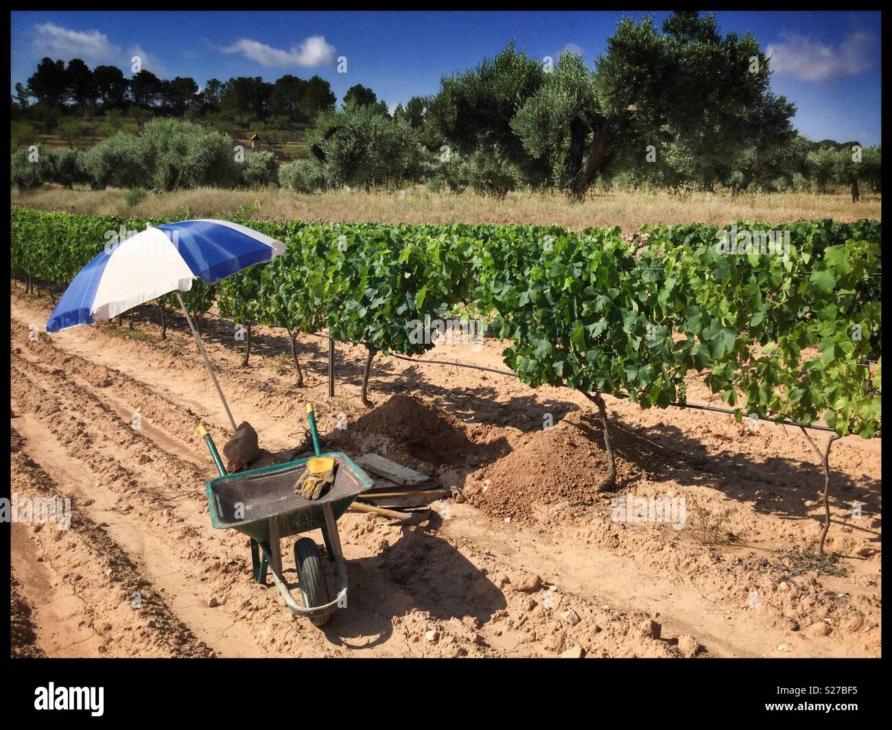 Digging out a dead Syrah grapevine on a hot summer’s day, Catalonia, Spain. - Smartphone Captured Stock Image