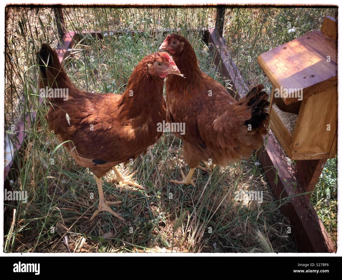 New chickens, Catalonia, Spain. - Smartphone Captured Stock Image