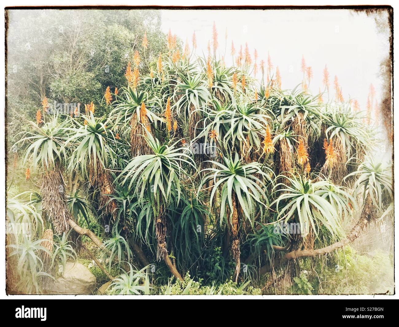 Aloe Vera Plants In Kirstenbosch Gardens Cape Town South Africa