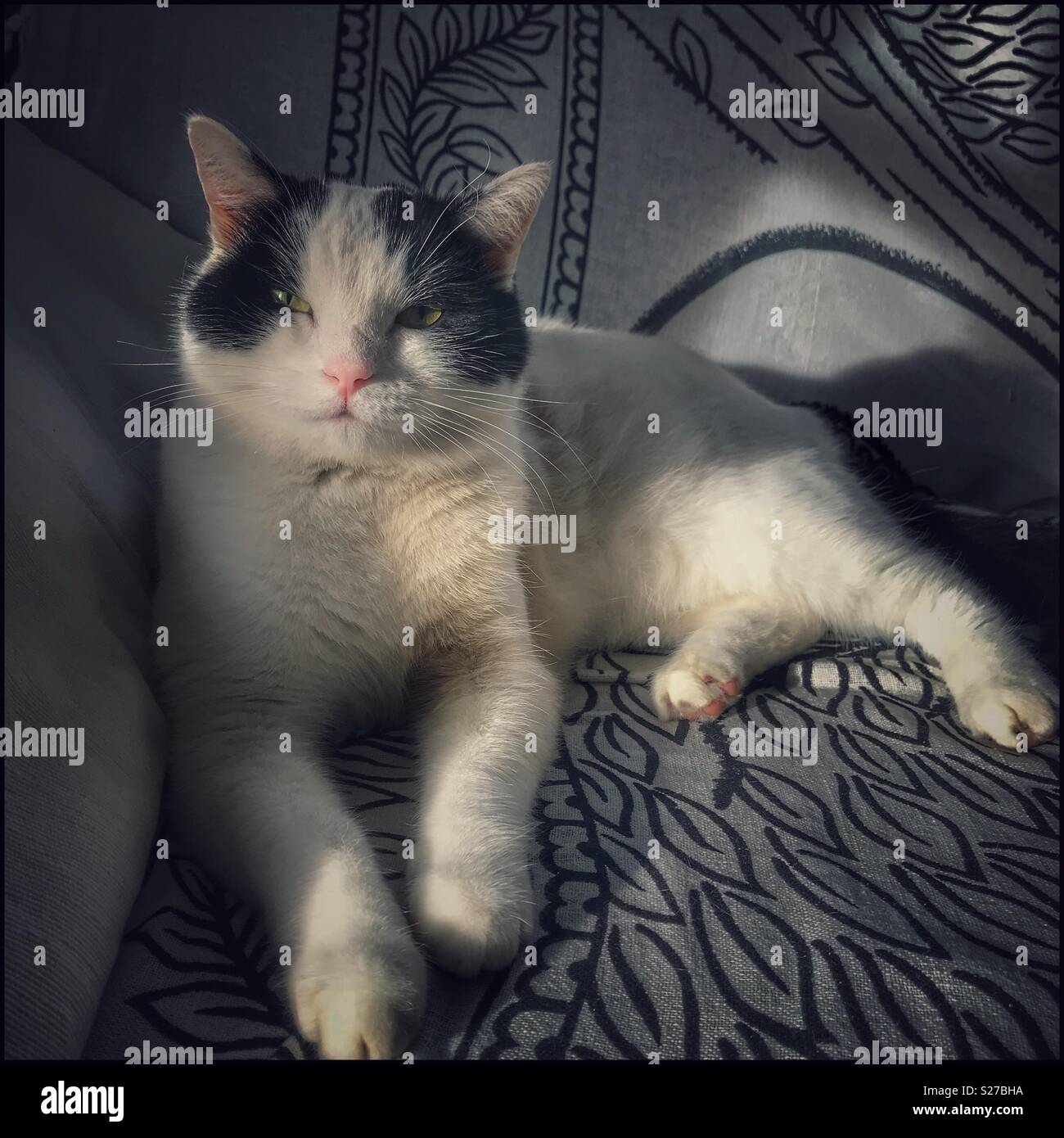 Black and white cat lying on sofa. Stock Photo