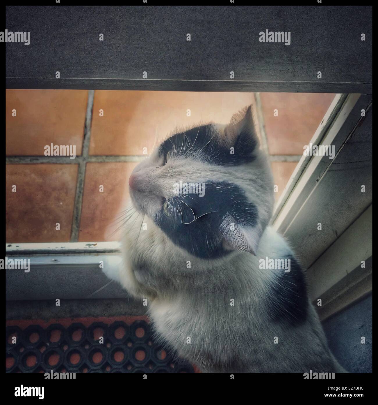 Black and white cat looking through window Stock Photo - Alamy