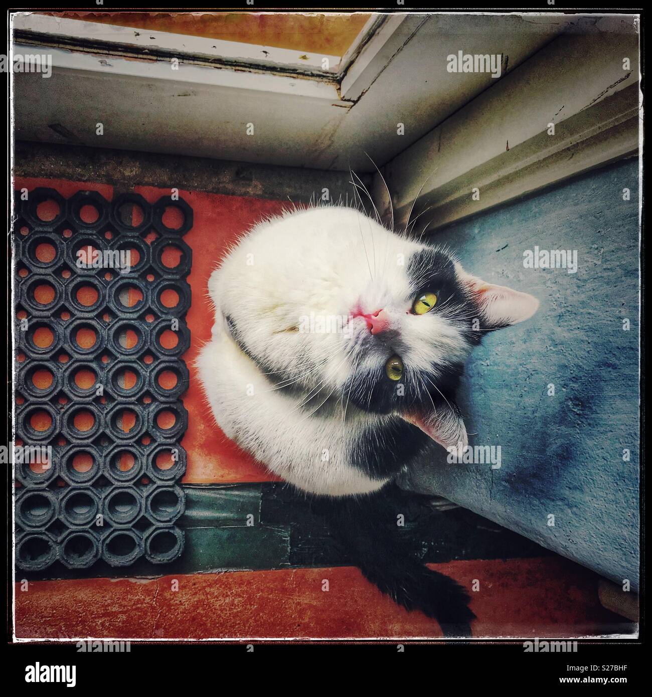 Black and white cat looking up Stock Photo - Alamy