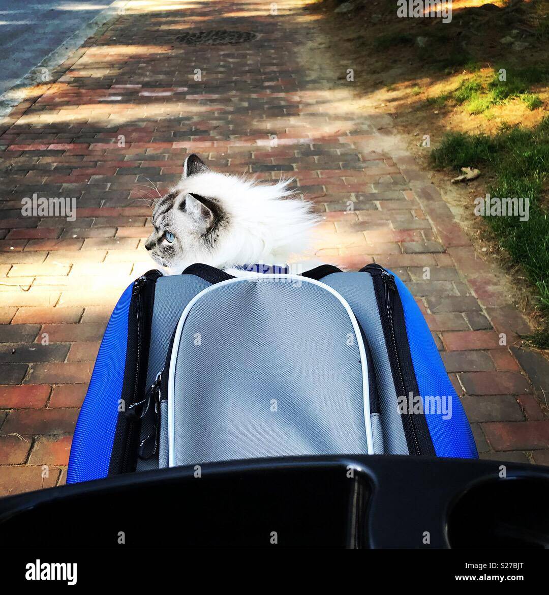Pet stroller hires stock photography and images Alamy