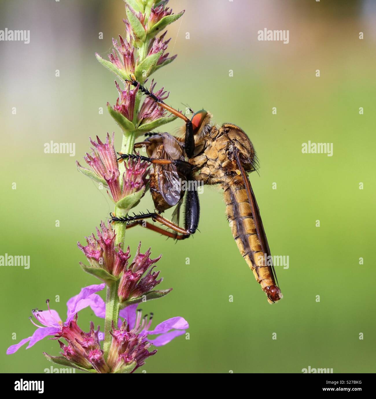 A robber fly eating a beetle Stock Photo - Alamy