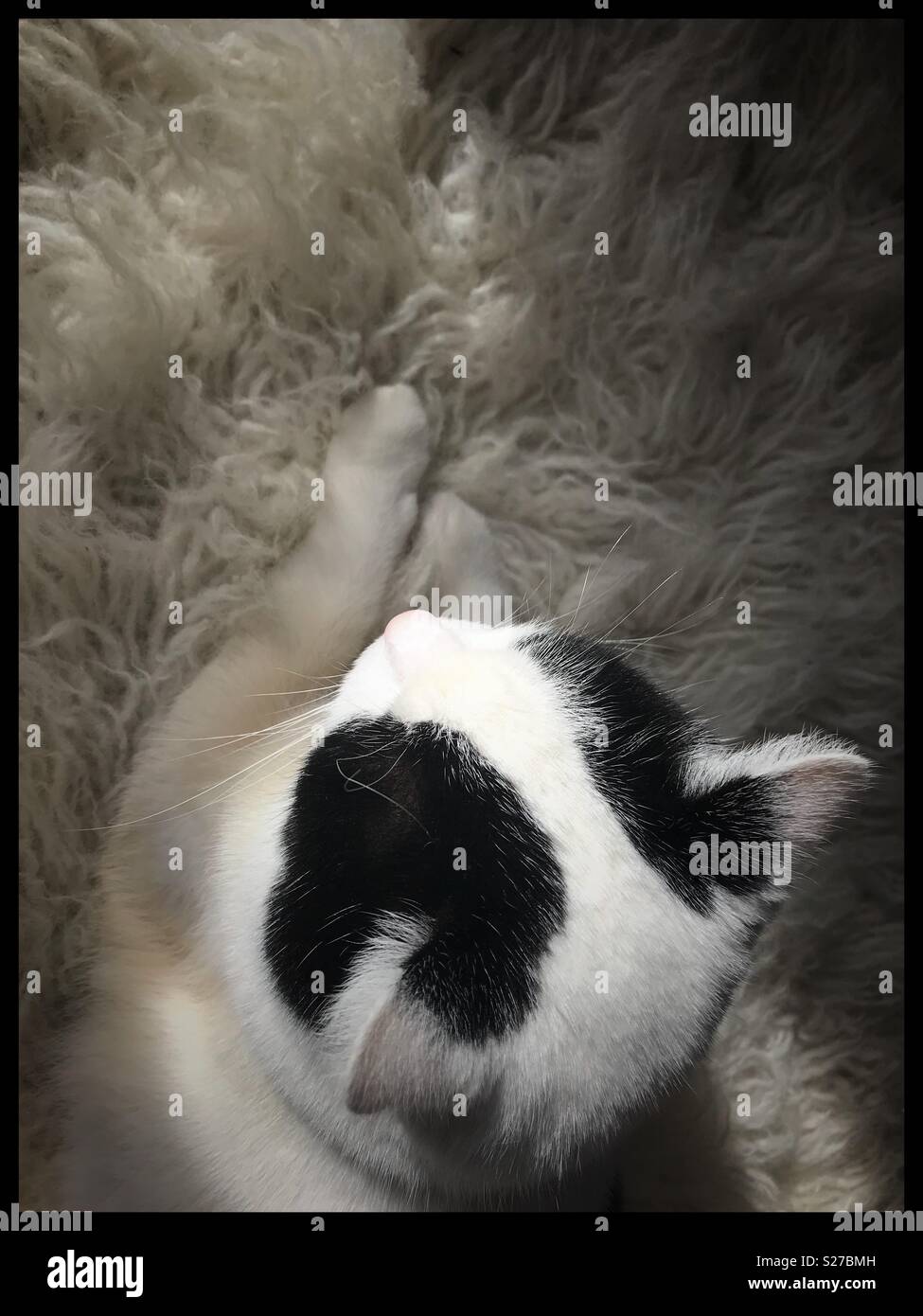 White cat with black markings Stock Photo Alamy