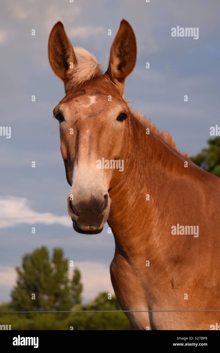 A handsome tan mule with an adorable hairdo stares winningly at the camera  in this portrait taken in the evening light Stock Photo - Alamy