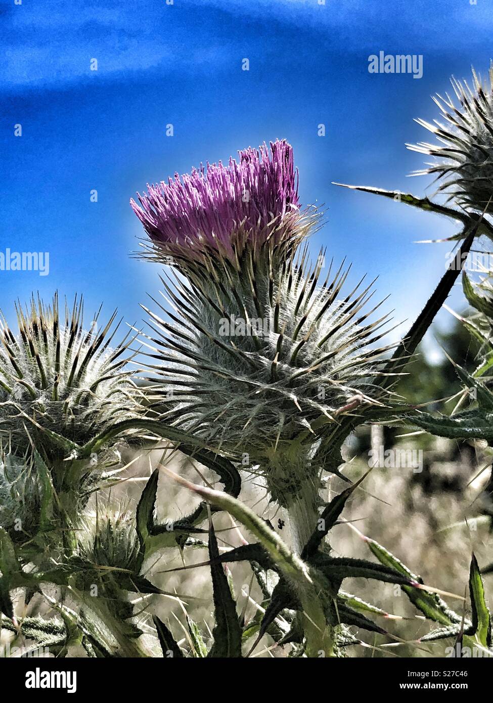 Prickly purple Spear thistle in flower with blue sky Stock Photo