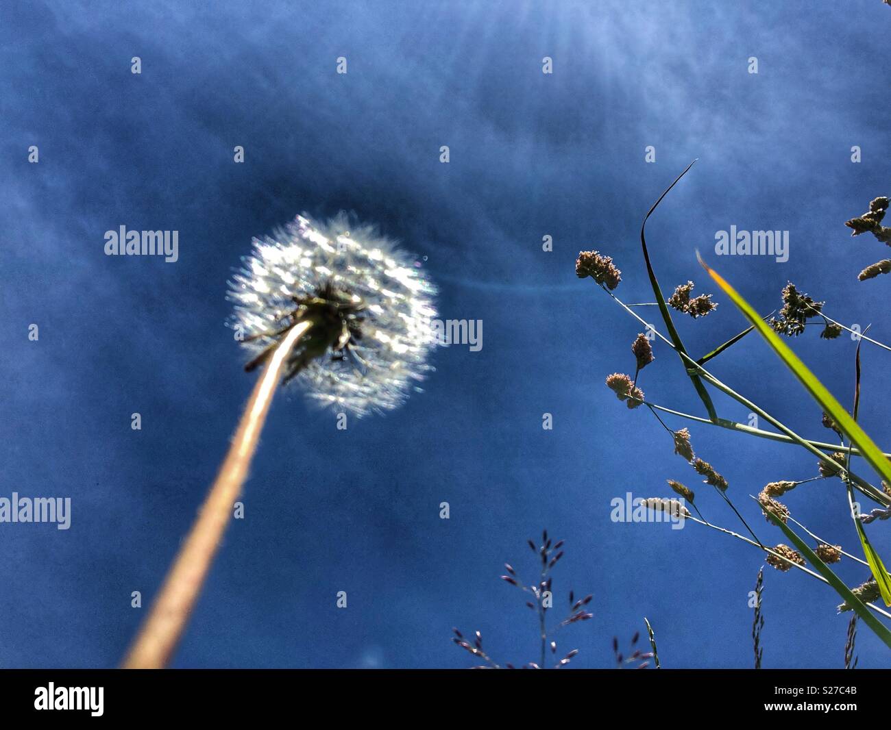 Dandelion seed head and grass photographed from below Stock Photo