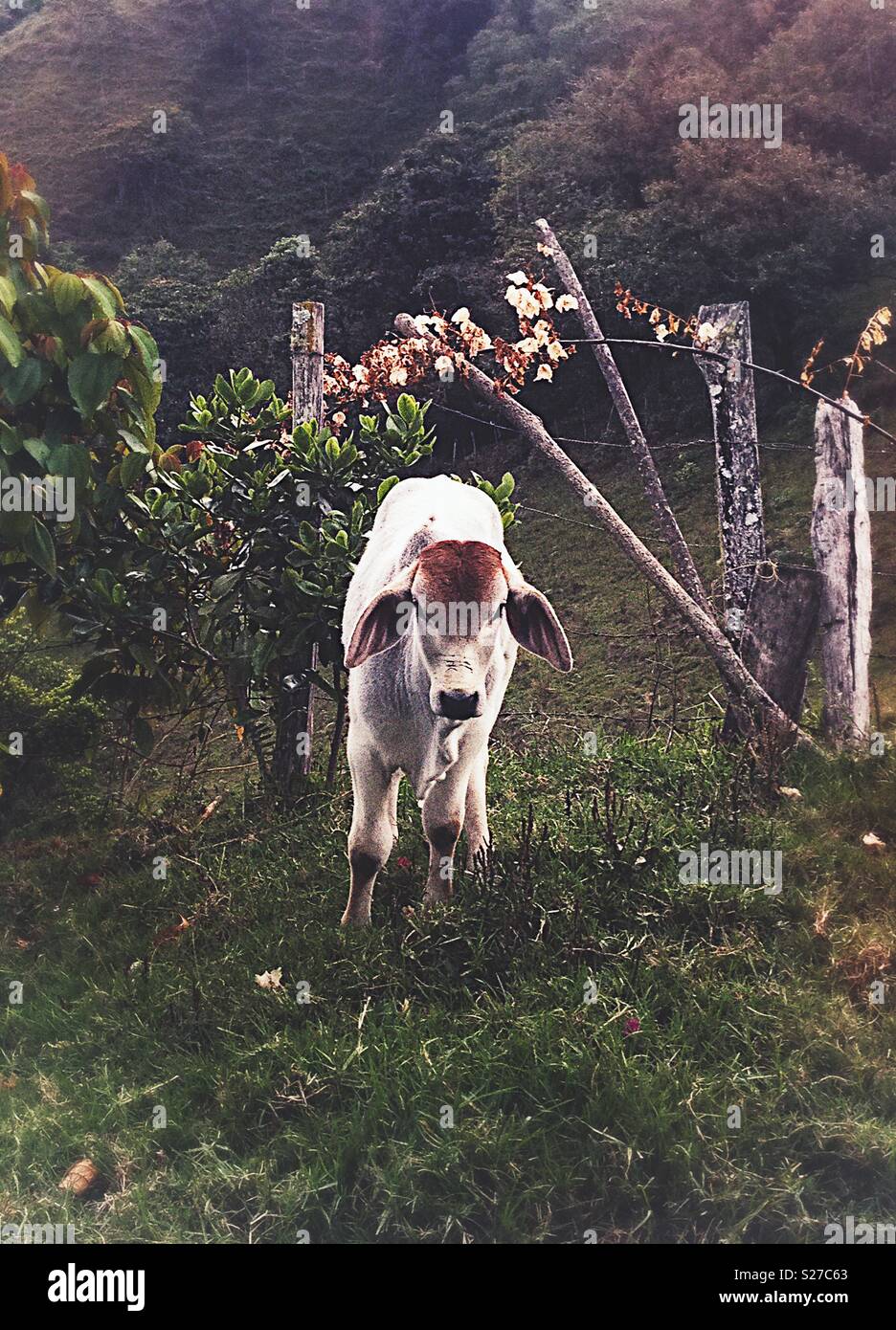 A calf looking at the camera - Smartphone Captured Stock Image