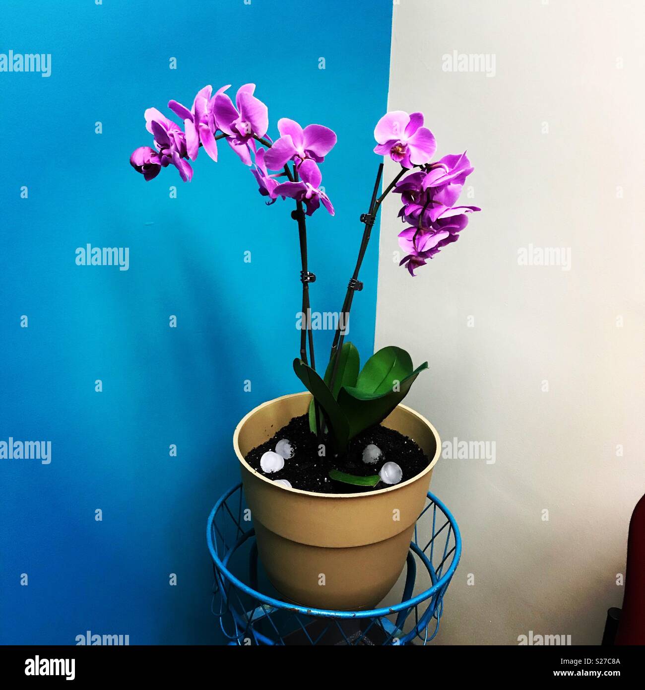 Purple orchid in the office corner with a turquoise wall. Stock Photo