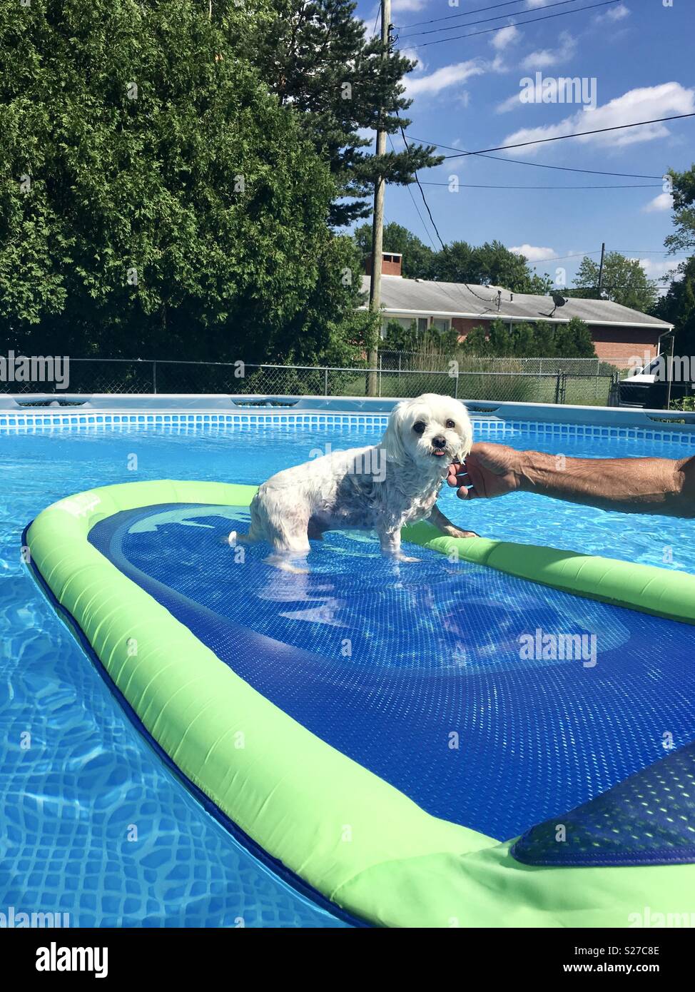Yo-yo the white Maltese dog floating on a raft in the pool on a hot day Stock Photo