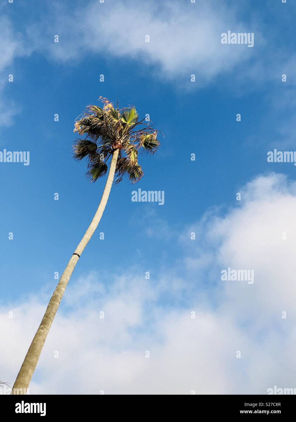 A palm tree Manhattan Beach, California USA Stock Photo Alamy