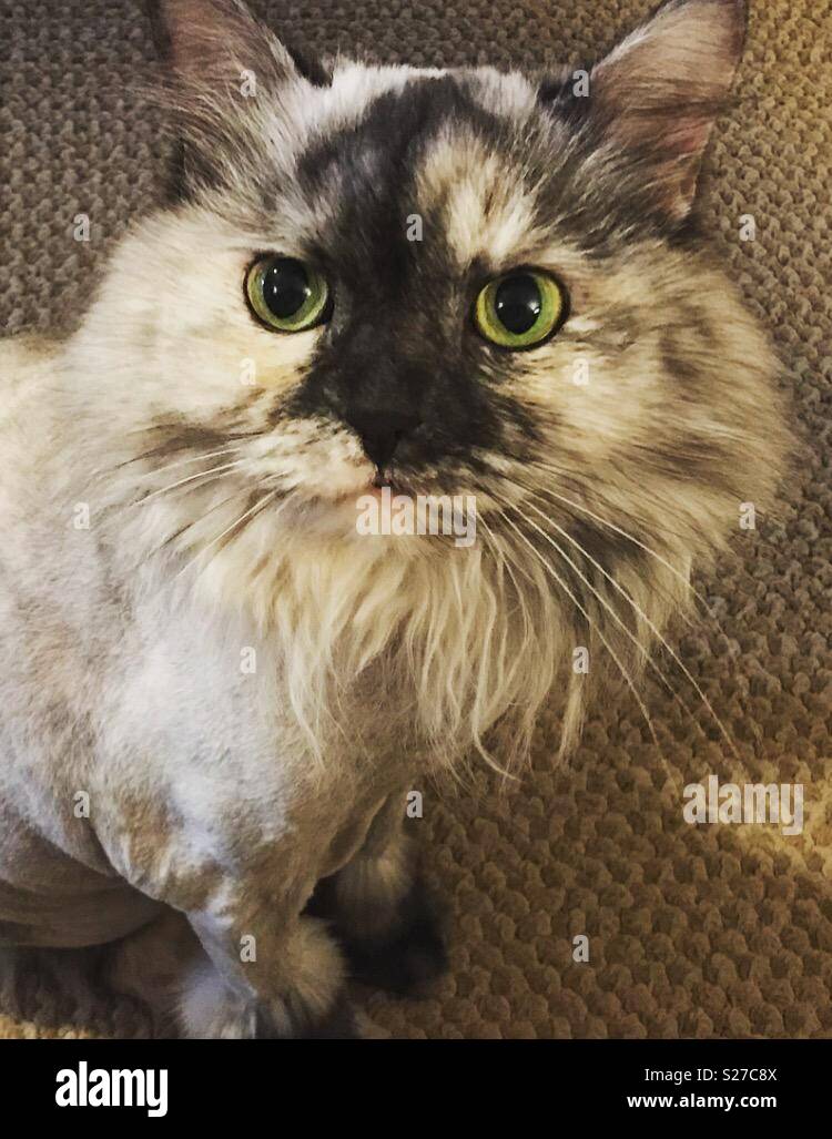 Layla the grey and white cat with her lion haircut Stock Photo