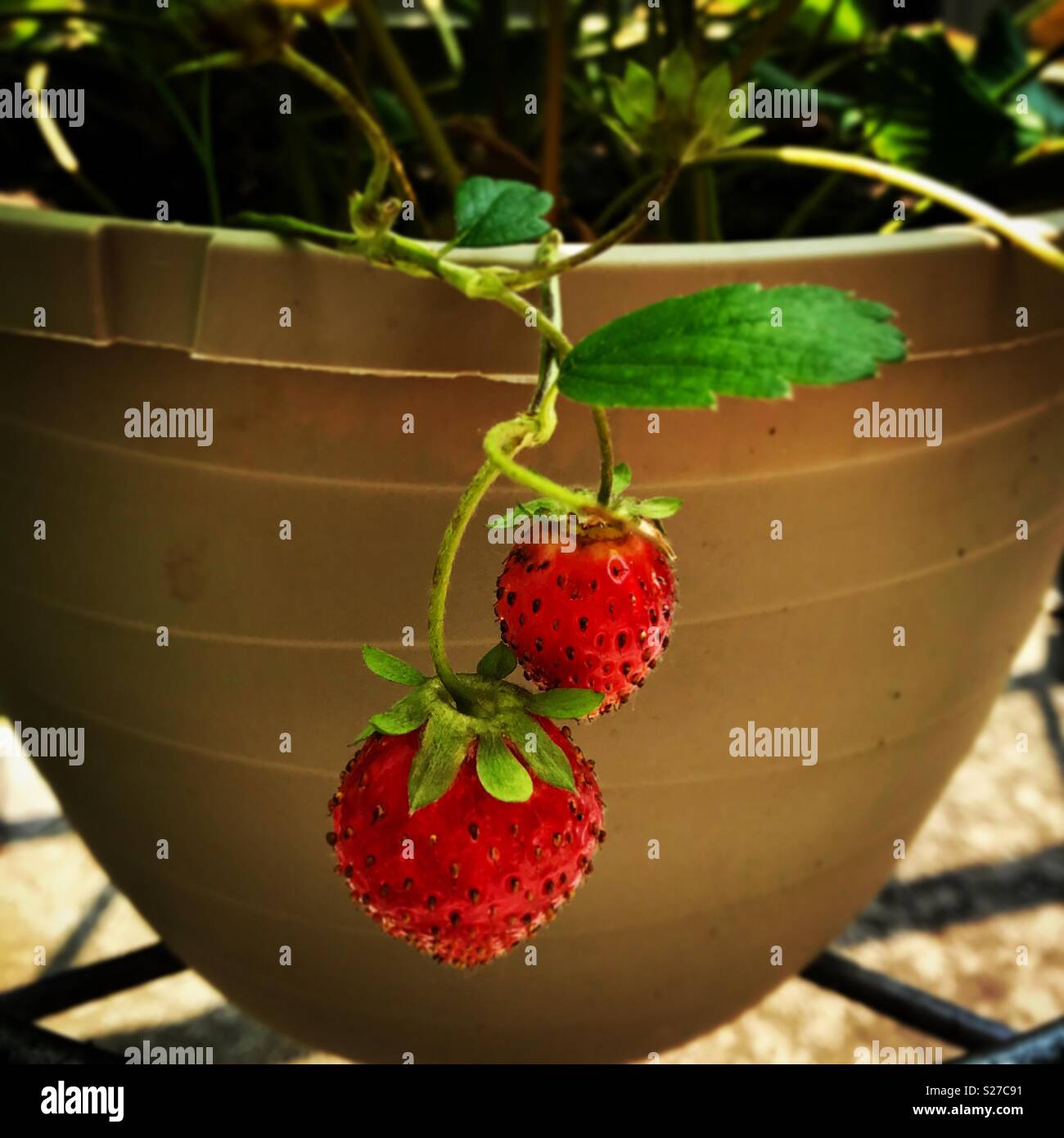 Two red strawberries on the strawberry plant in a pot Stock Photo