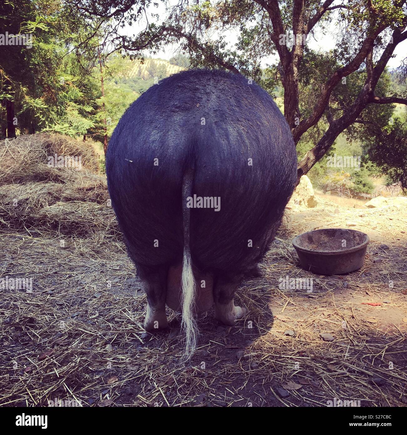 The back end of a large pig. Stock Photo