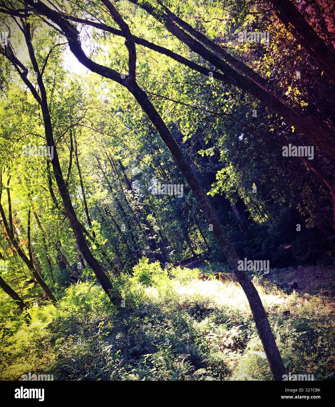 A wooded area. Stock Photo
