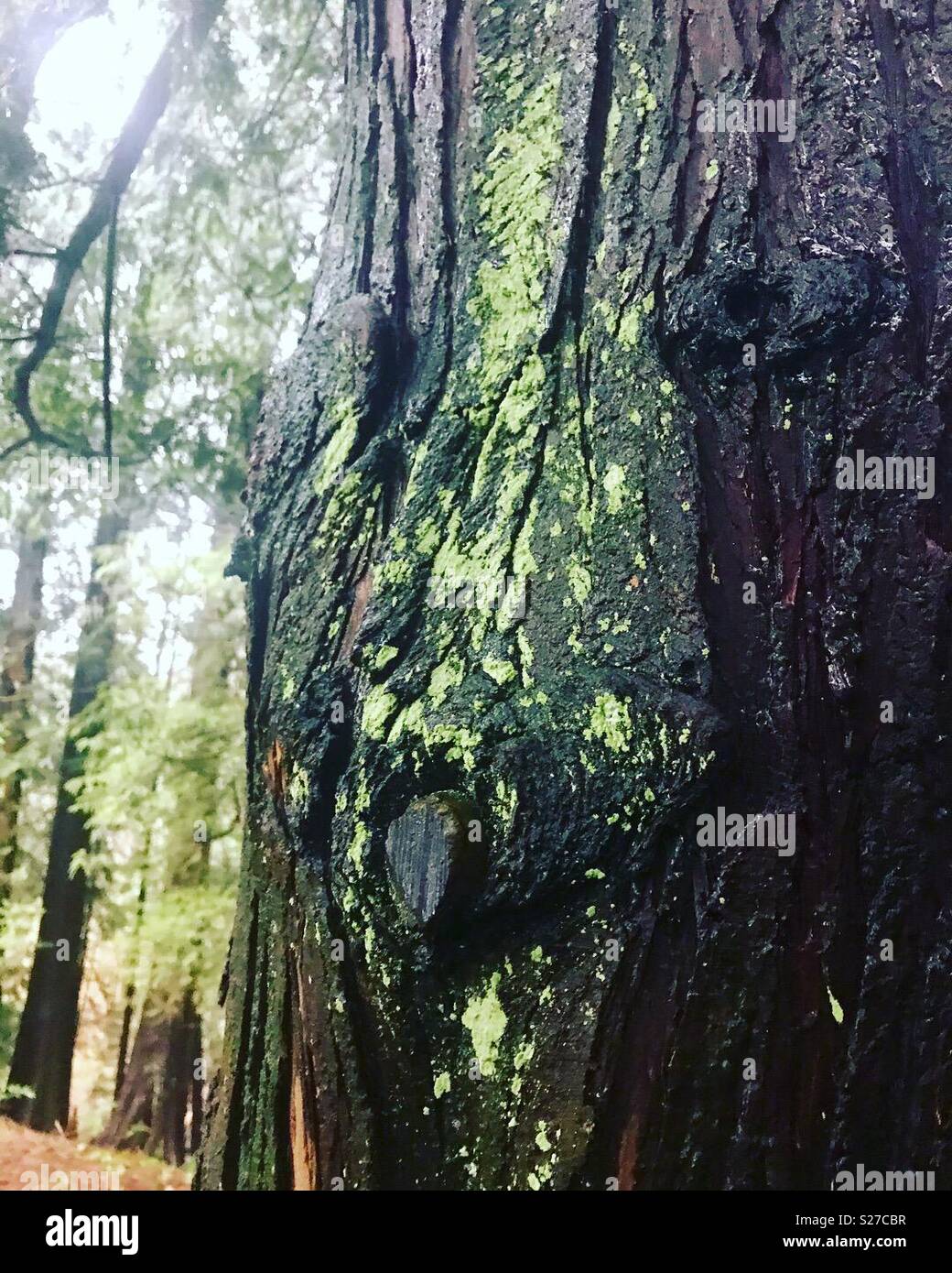 The eye of the tree Stock Photo Alamy