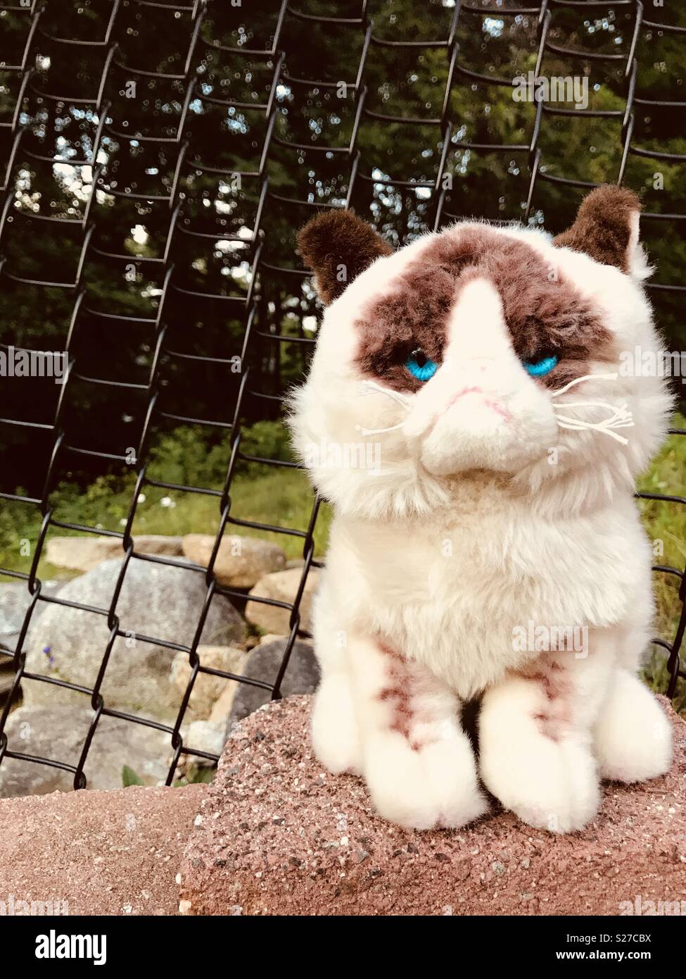 Grumpy kitty is outside Stock Photo