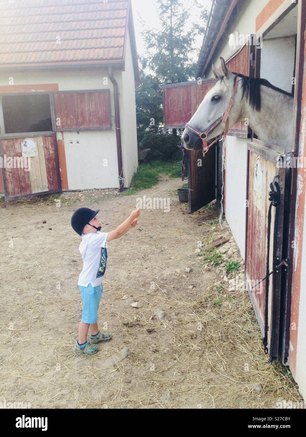 A boy trying to feed a horse with a straw Stock Photo