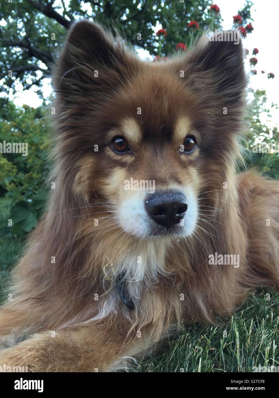 Finnish lapphund - Smartphone Captured Stock Image