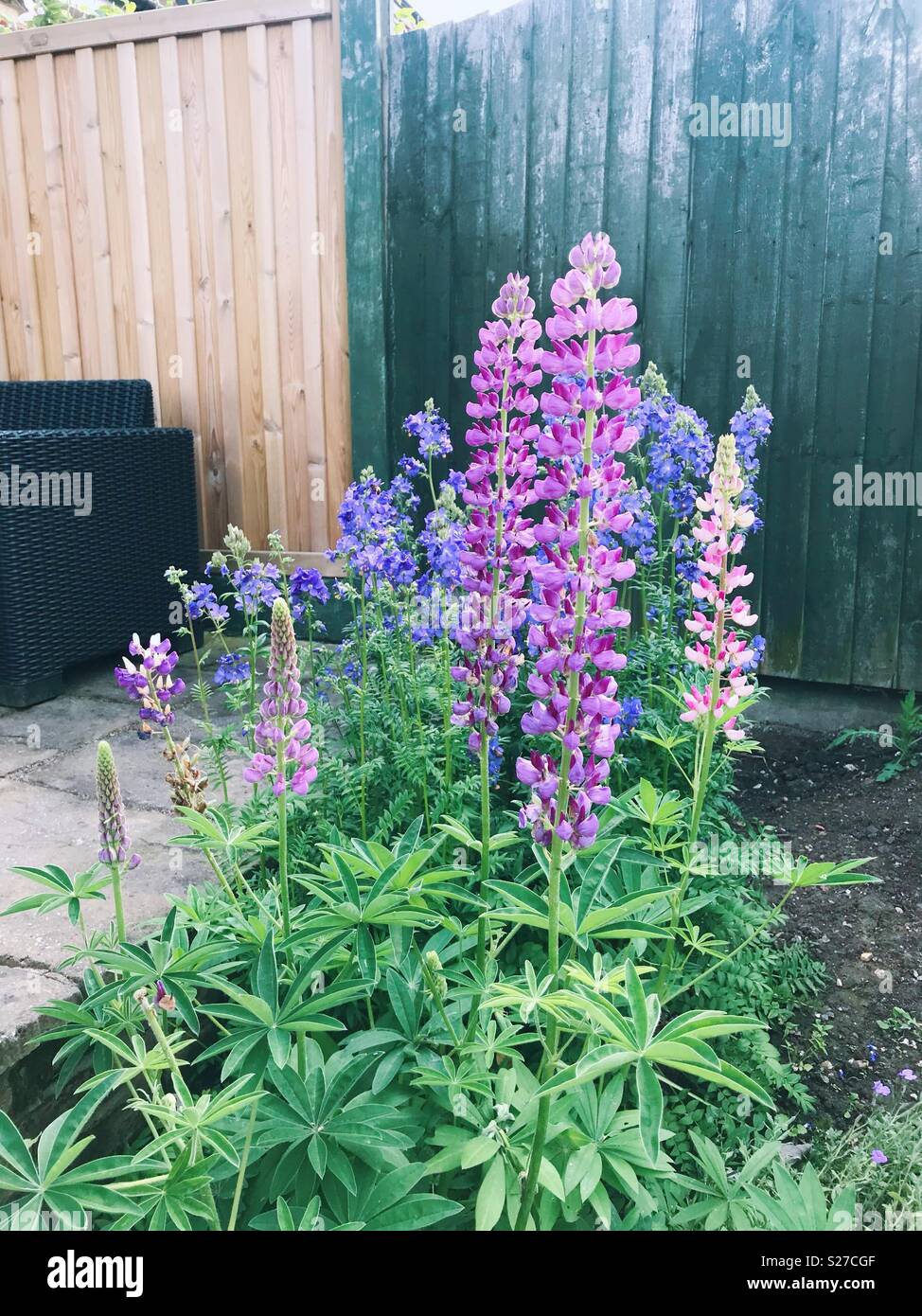 Lupins growing in a garden - Smartphone Captured Stock Image