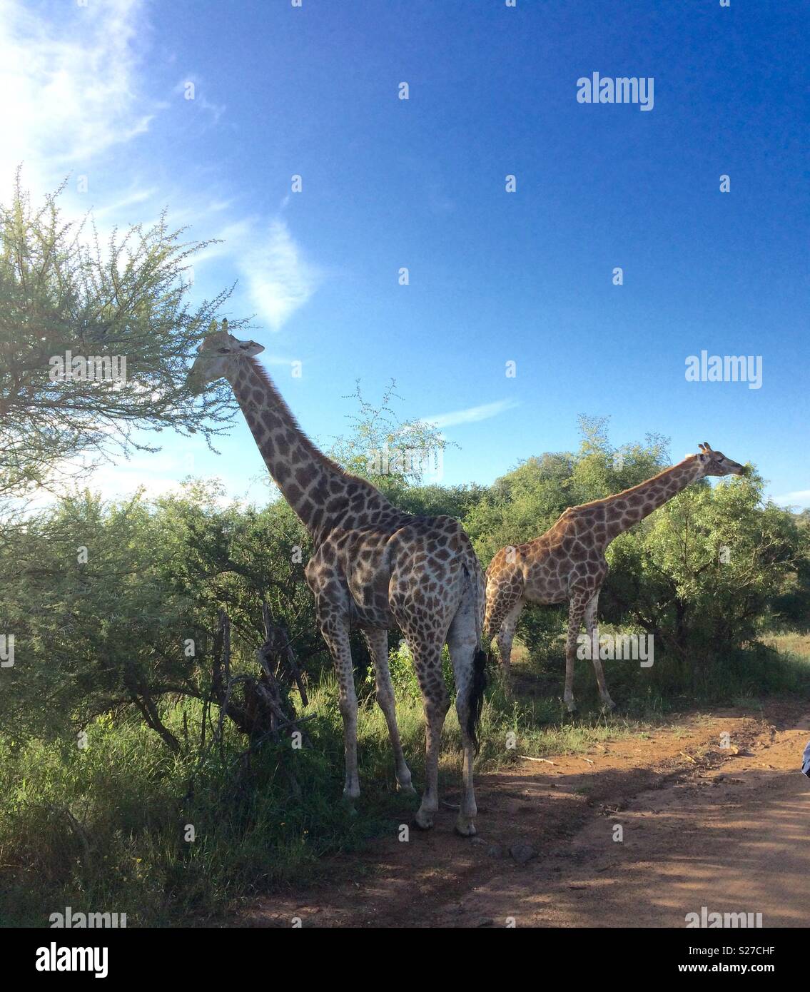 pair of Giraffes eating from a Camelthorn tree in the wild of South Africa concept safari travel and game viewing - Smartphone Captured Stock Image