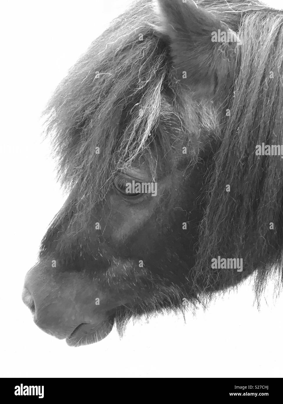 Shetland pony in Black and White with head in profile. Stock Photo