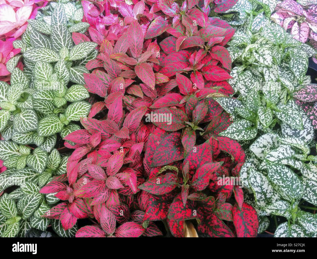 Fittonia for sale. Stock Photo