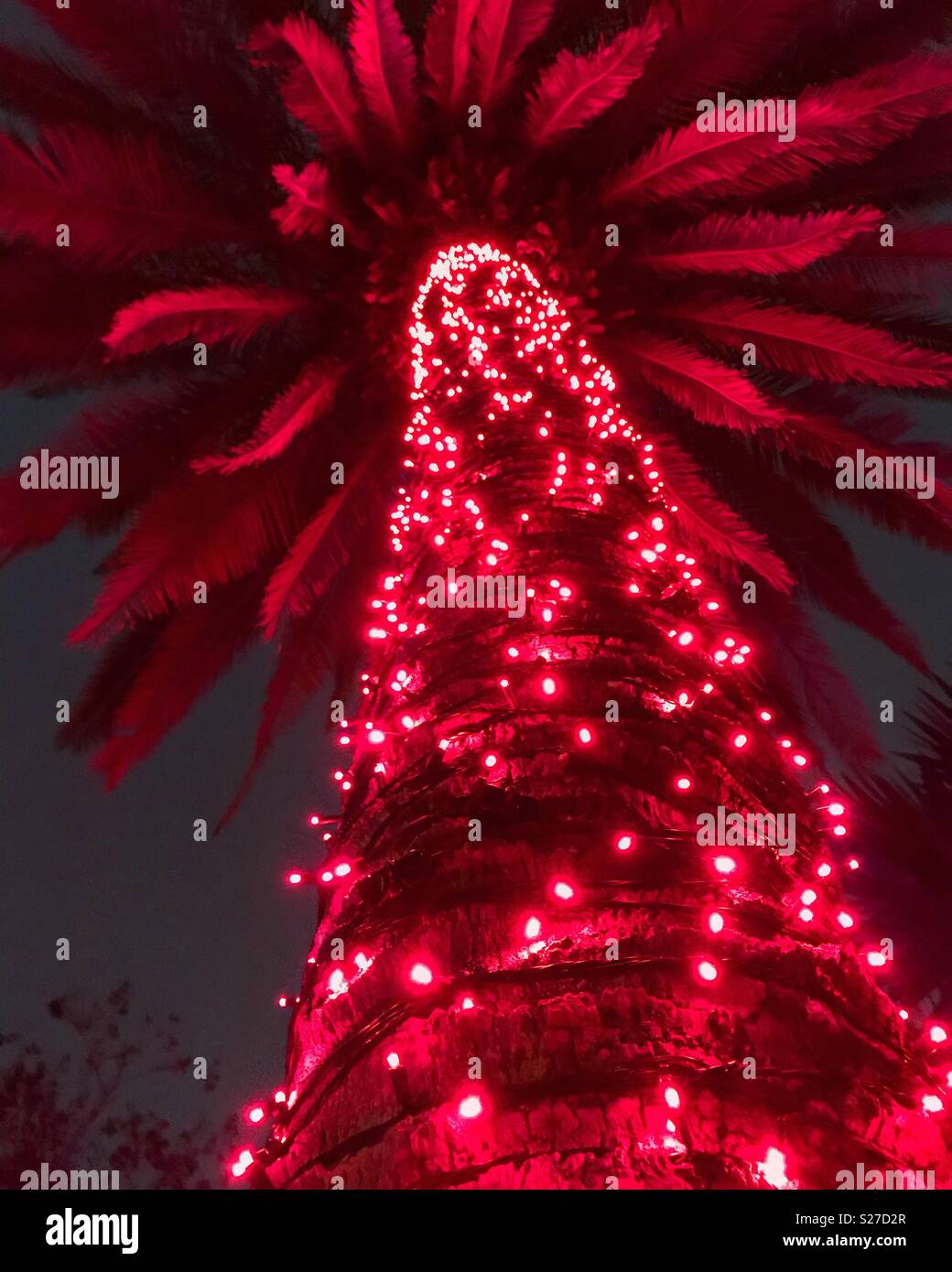 Christmas Palm Tree Pictures 