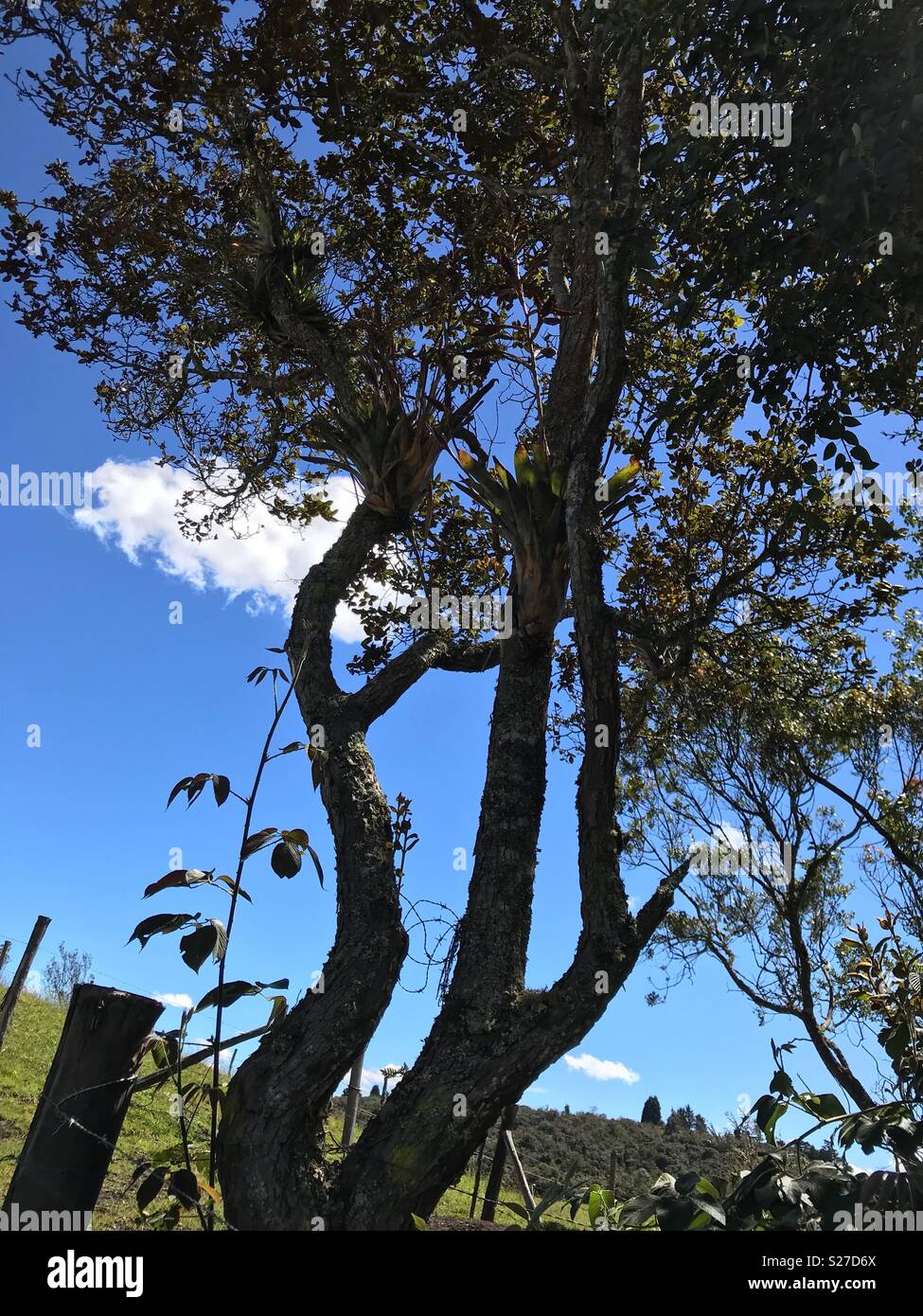 Cool tree hi-res stock photography and images - Alamy