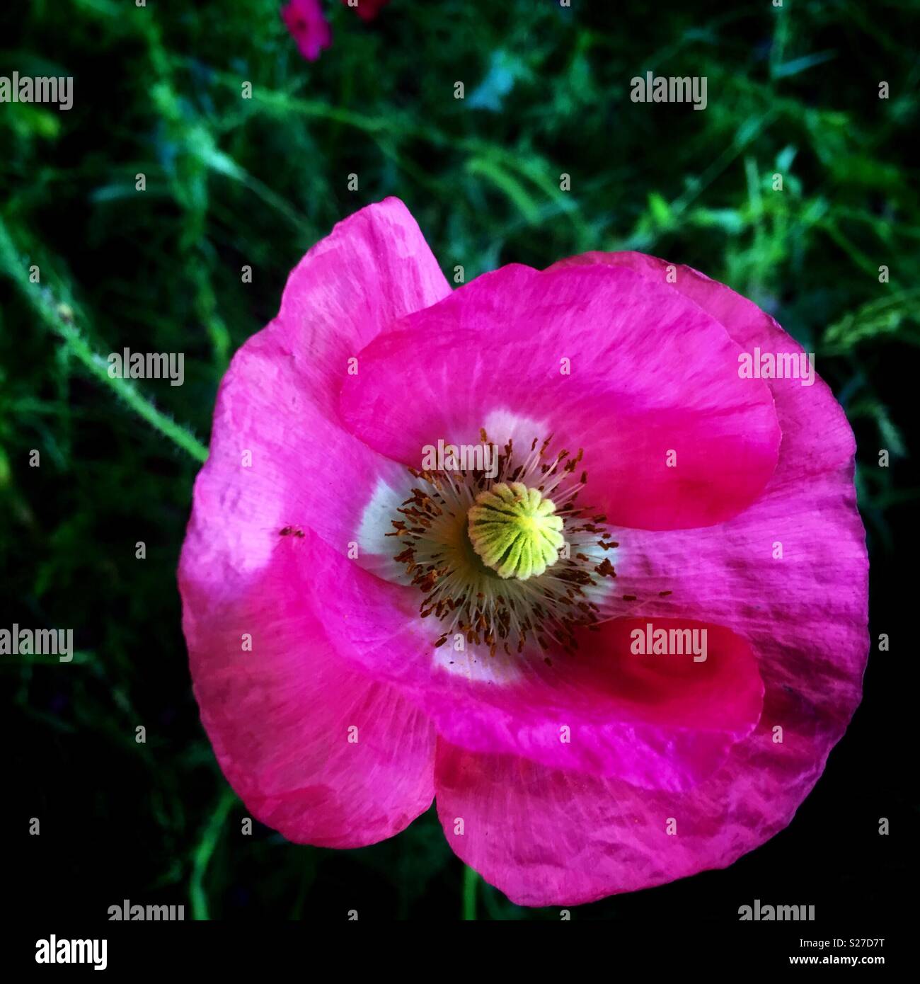 虞美人花 Papaver Rhoeas L Flower In Closed Up Shot Stock Photo Alamy