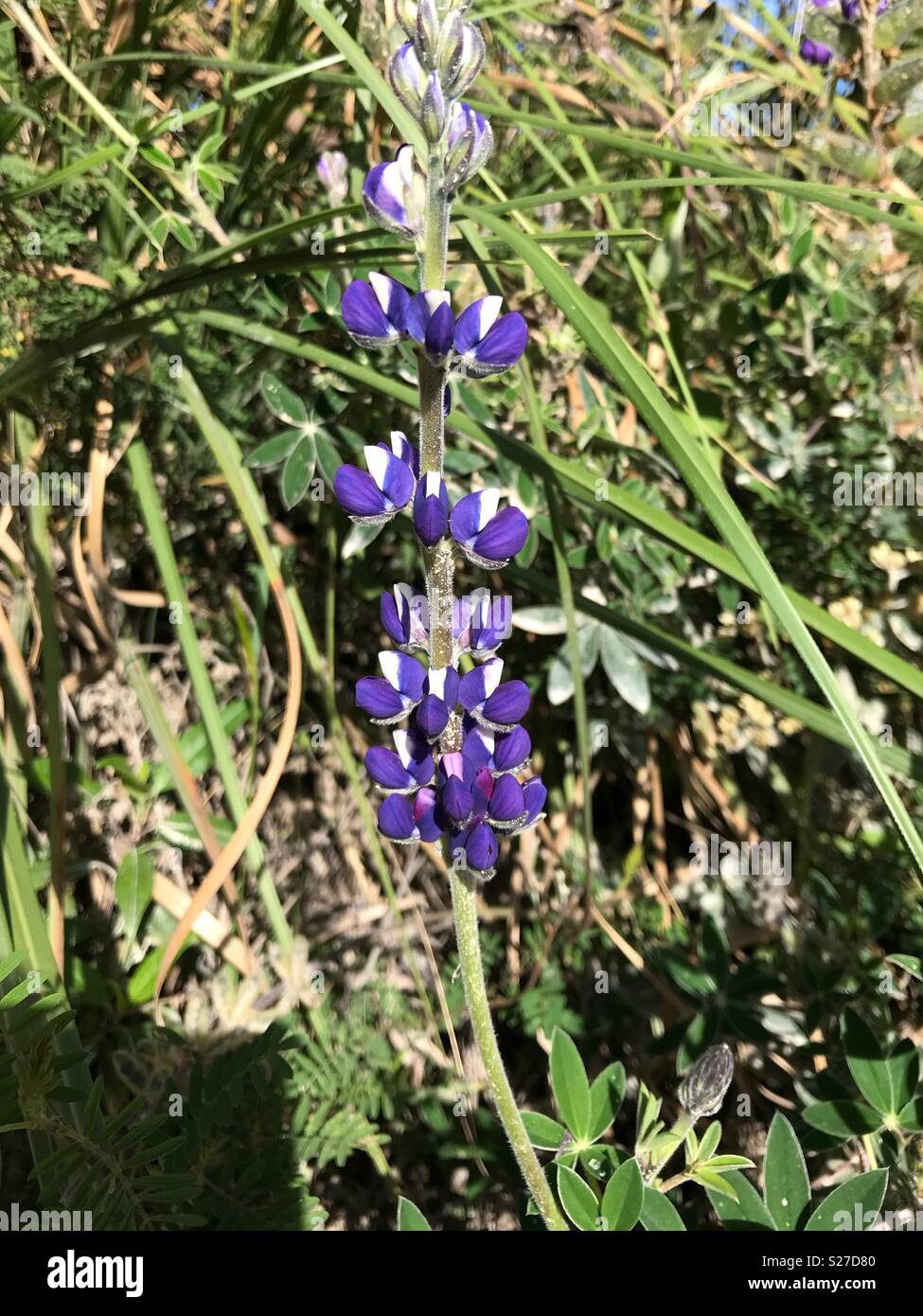 Purple wildflowers hi-res stock photography and images - Alamy