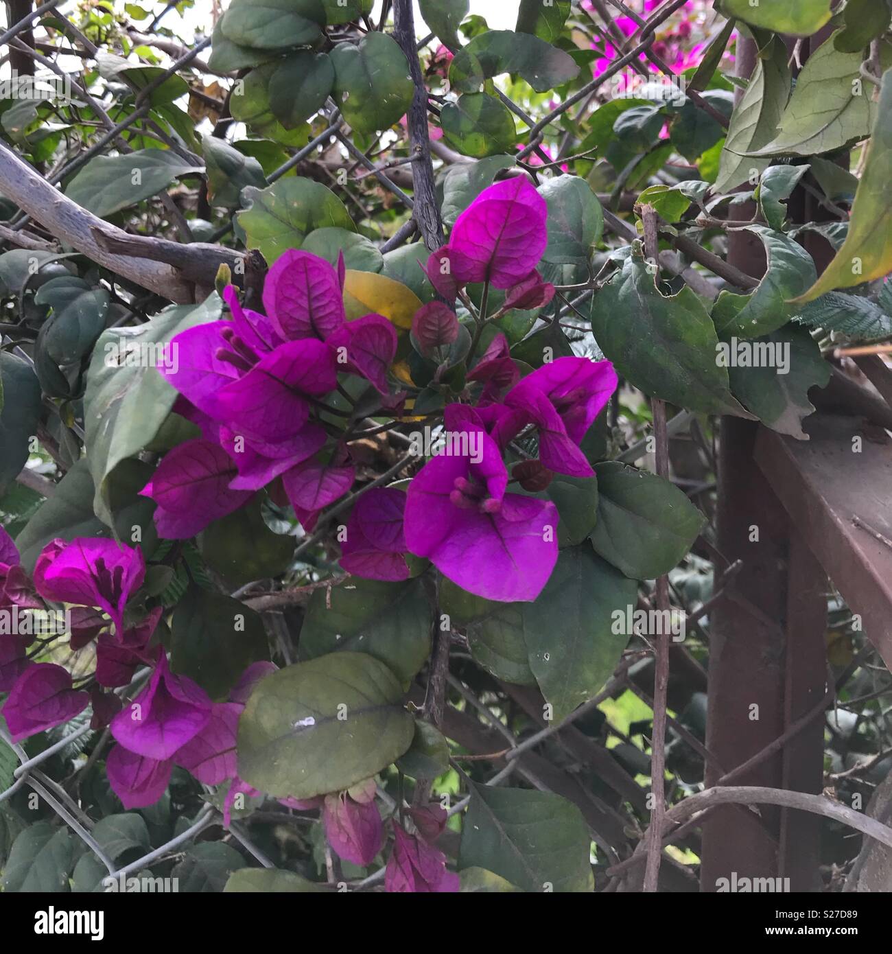 Flowers in Ecuador Stock Photo Alamy