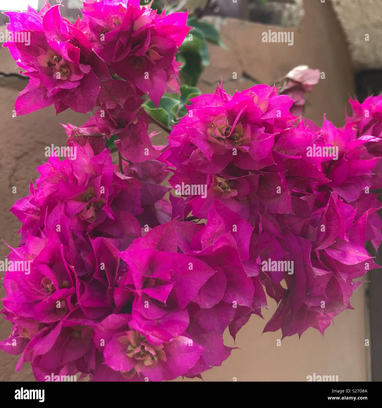 Flowers in Ecuador Stock Photo Alamy