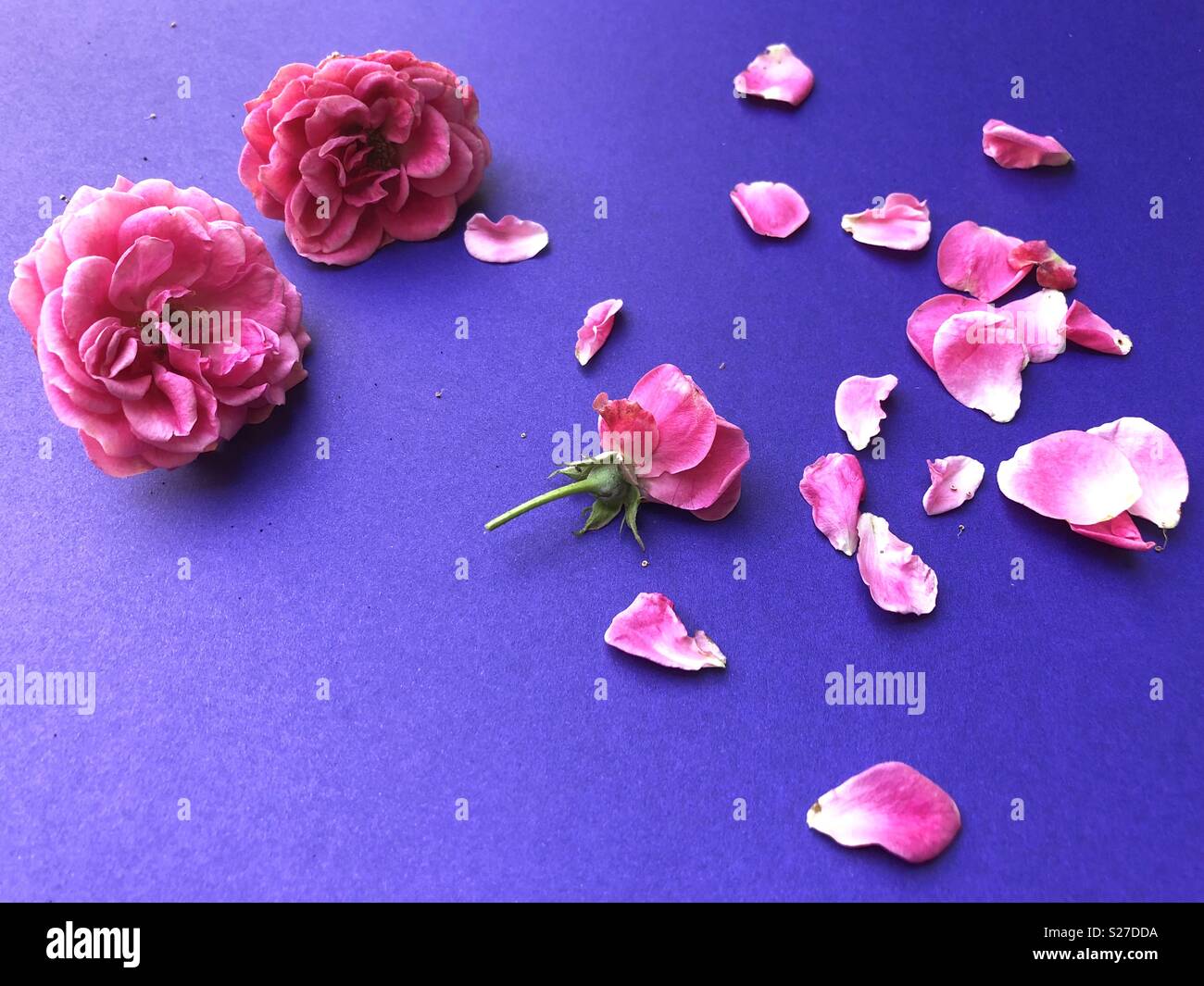Pink roses in violet background - Smartphone Captured Stock Image