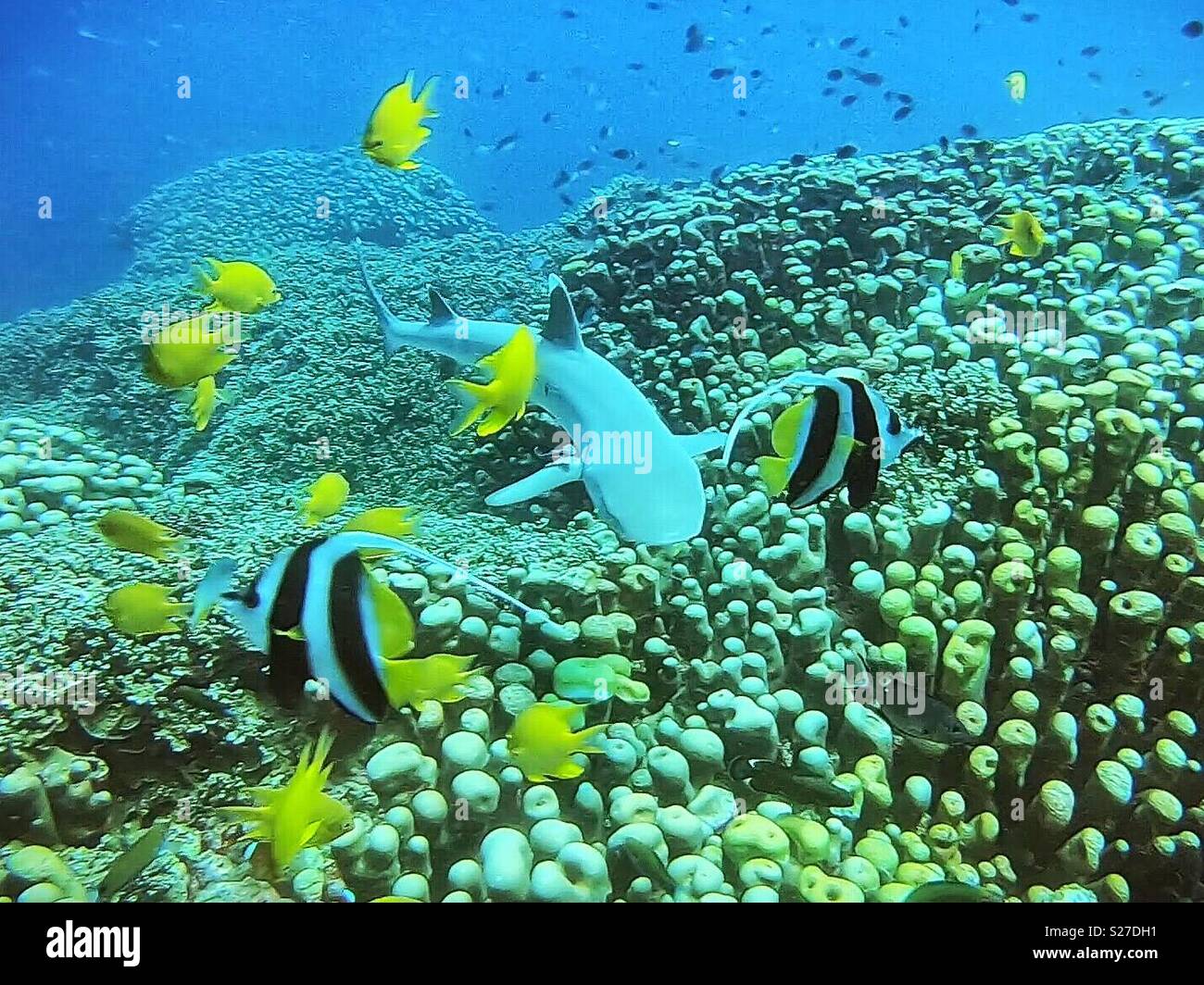 Shark Diving - Smartphone Captured Stock Image